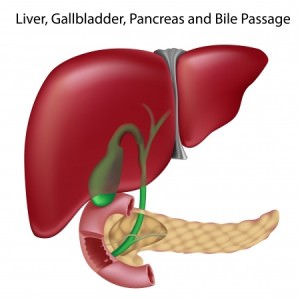 Liver, Gallbladder and Pancreas