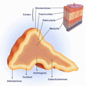 Adrenal Gland Core